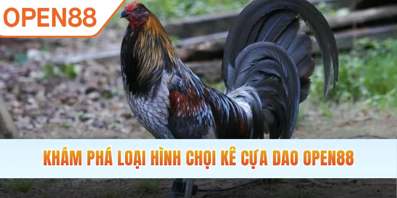 Khám phá loại hình chọi kê cựa dao OPEN88